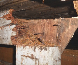 Jon Stone Chartered Surveyor: an example of a rotten timber joist